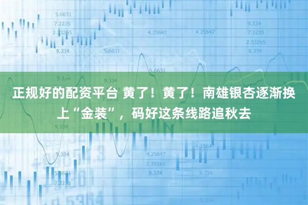 正规好的配资平台 黄了！黄了！南雄银杏逐渐换上“金装”，码好这条线路追秋去